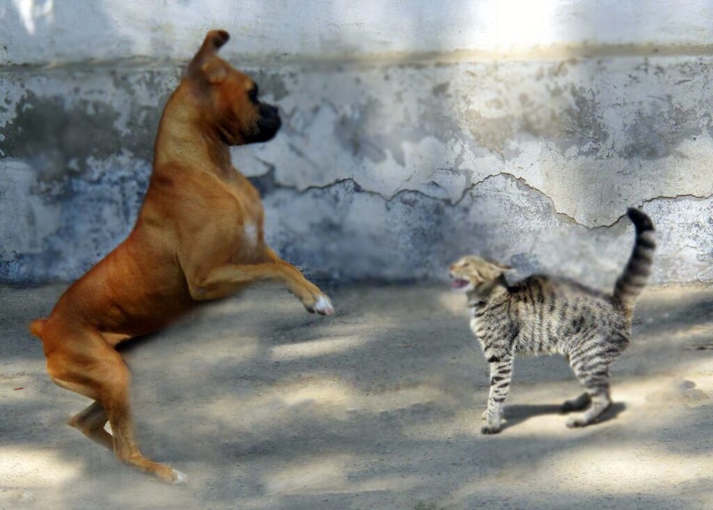 Unleashing the Boxer: The Ultimate Guide to This Playful and Loyal Breed