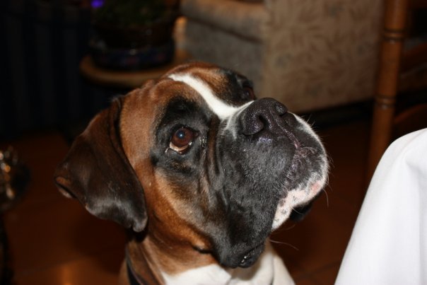 bestboxerdogtraining