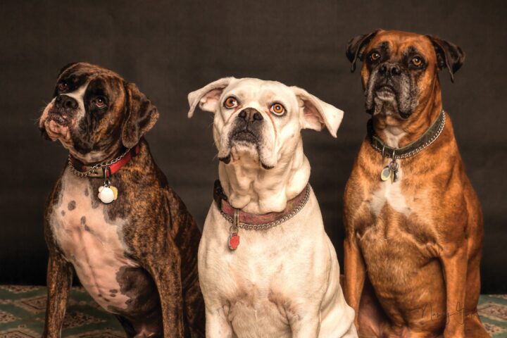 Boxer Dog Health & Nutrition: