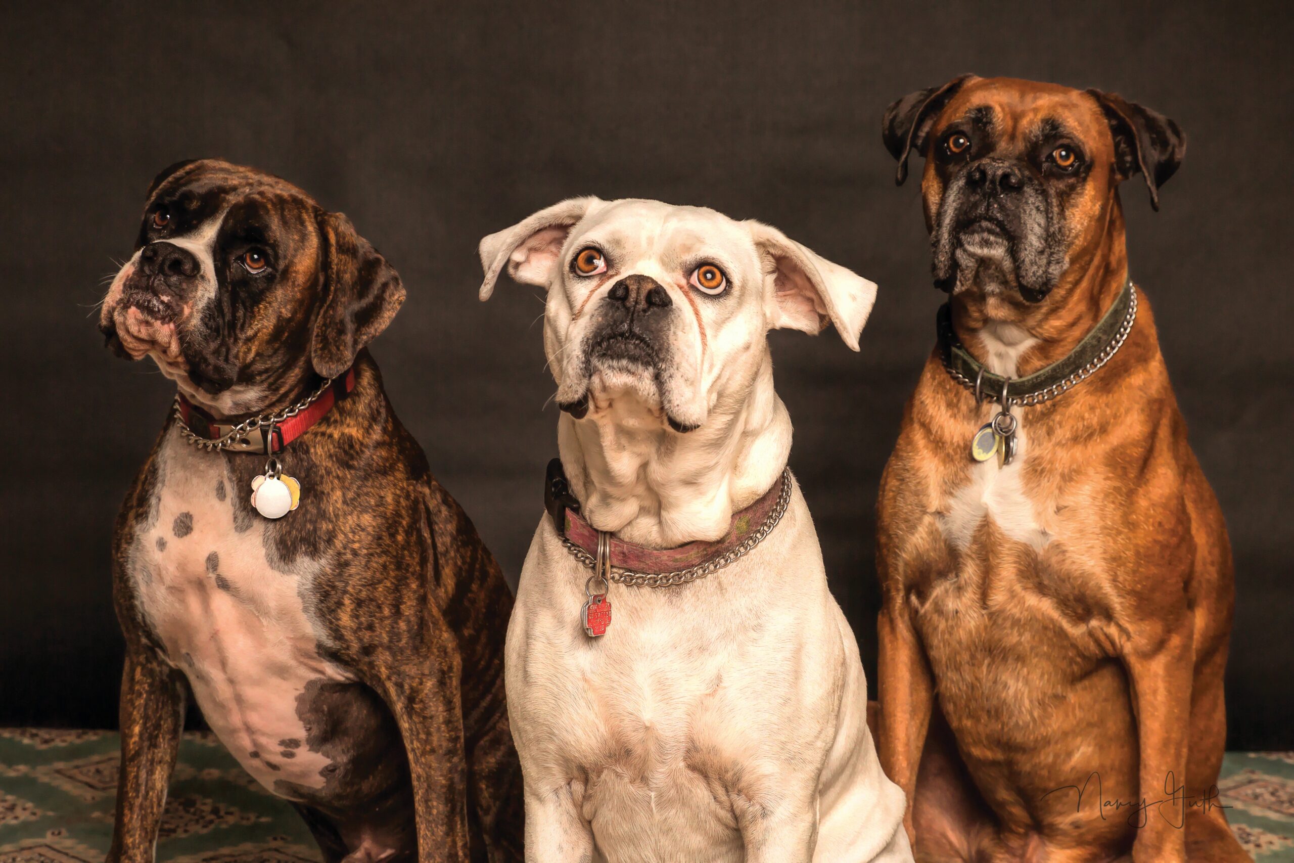 Boxer Dog Health & Nutrition: