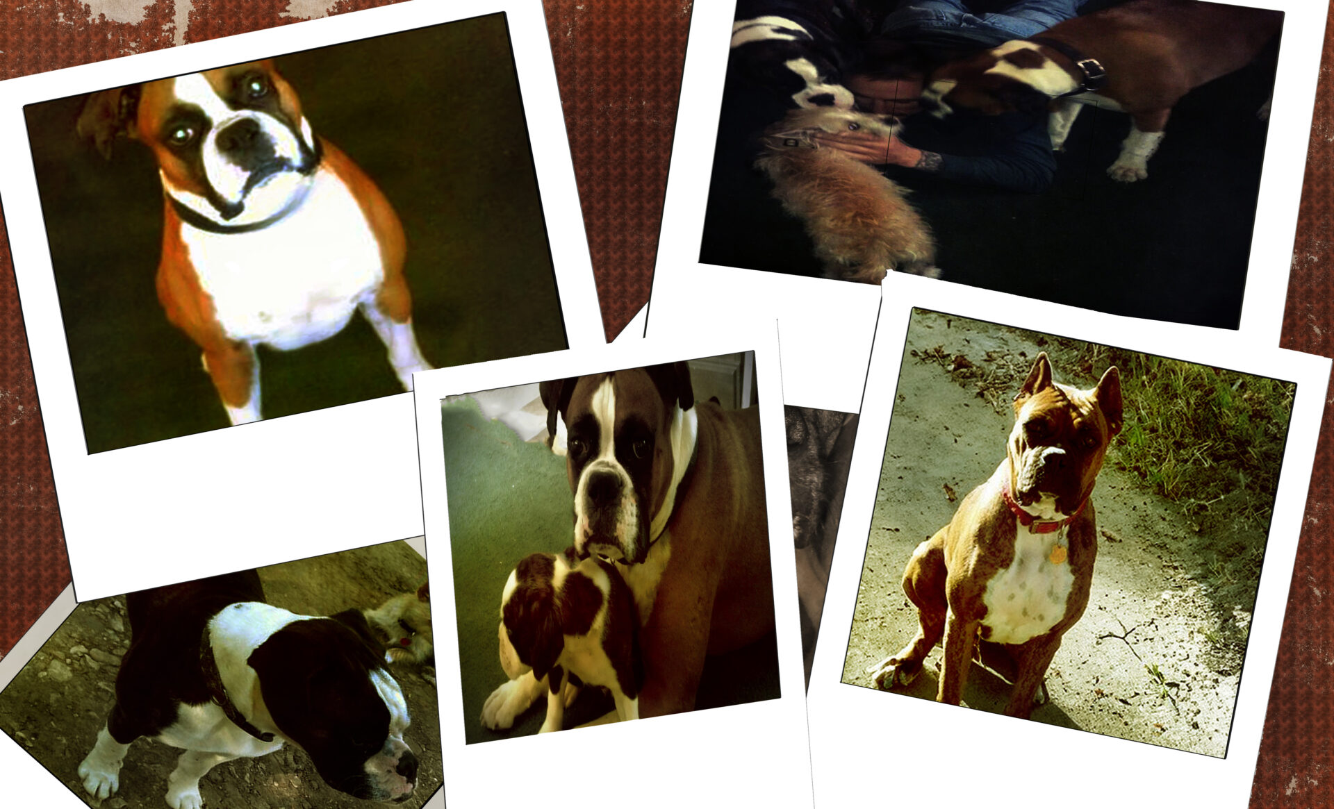 I Love My Boxers 2 Pack