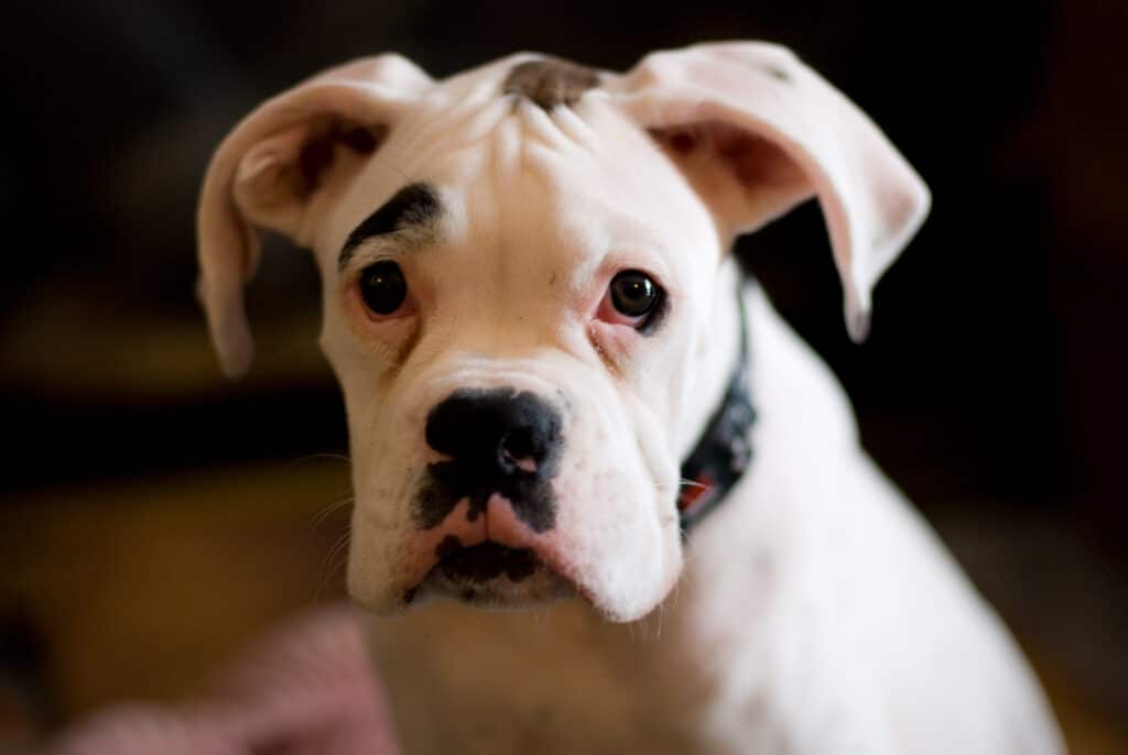 Essential Tips for First-Time Boxer Dog Owners: Your Guideto a Happy Boxer Pup