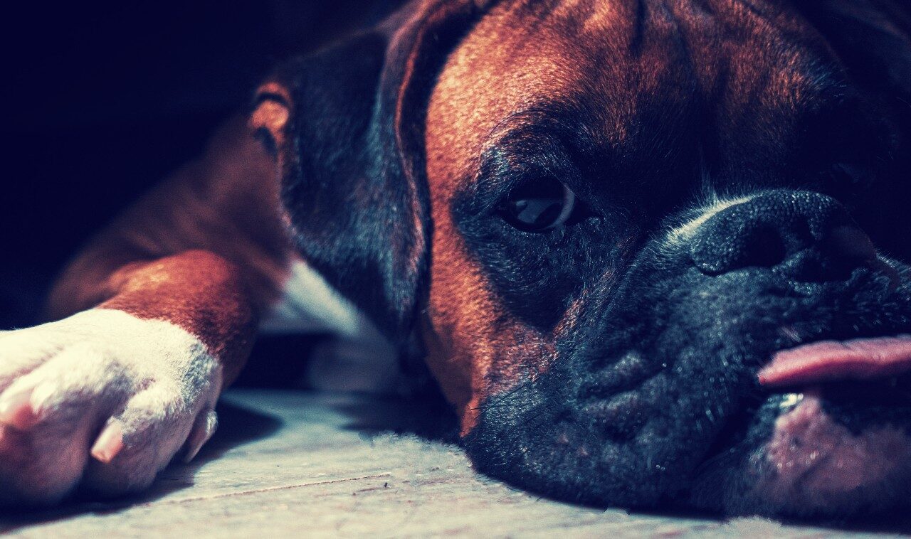 Who Owns a Boxer Dog?